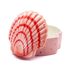 Scallop Shell Box - Case of 6