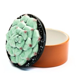 Succulent Box - Case of 6